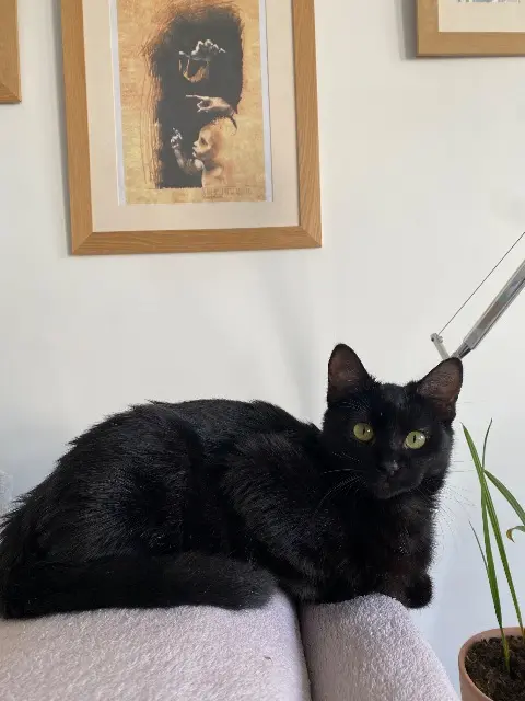 chatte lost   25000 Besançon Tsuki