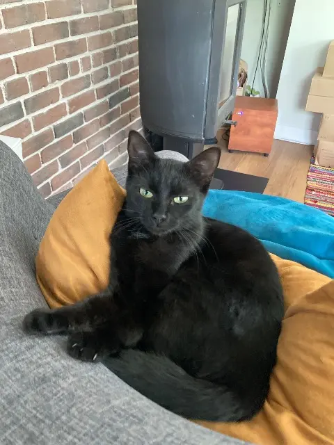 gata perdida 25000 Besançon Zoupette gata lost 25000 Besançon Zoupette