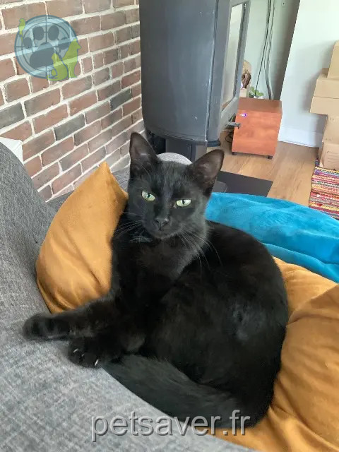 gata perdida 25000 Besançon Zoupette gata lost 25000 Besançon Zoupette