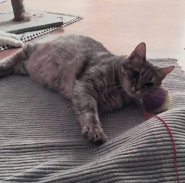 chatte lost   25770 Franois Caline