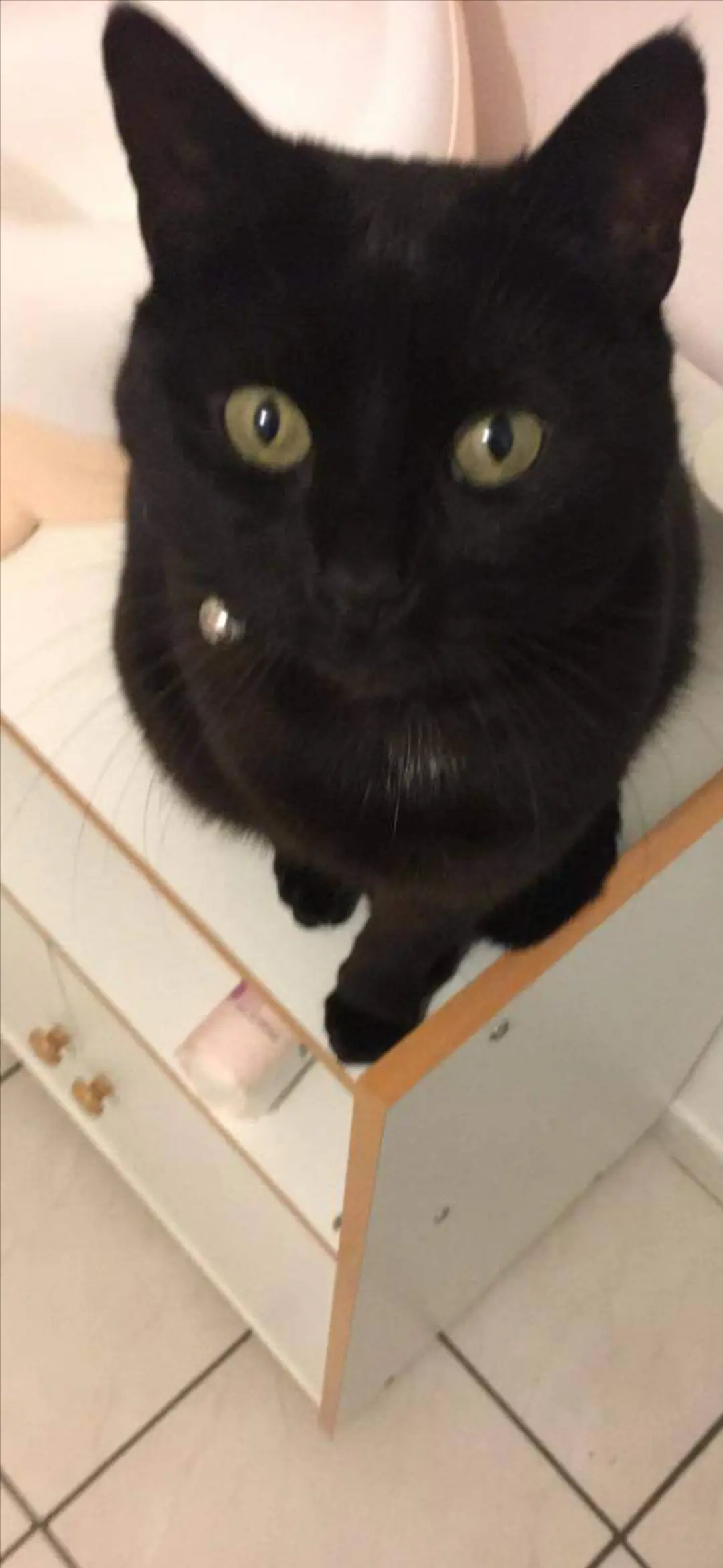 Chatte Perdue 25 Doubs - Cambouis Chatte Perdue 25 Doubs - Cambouis