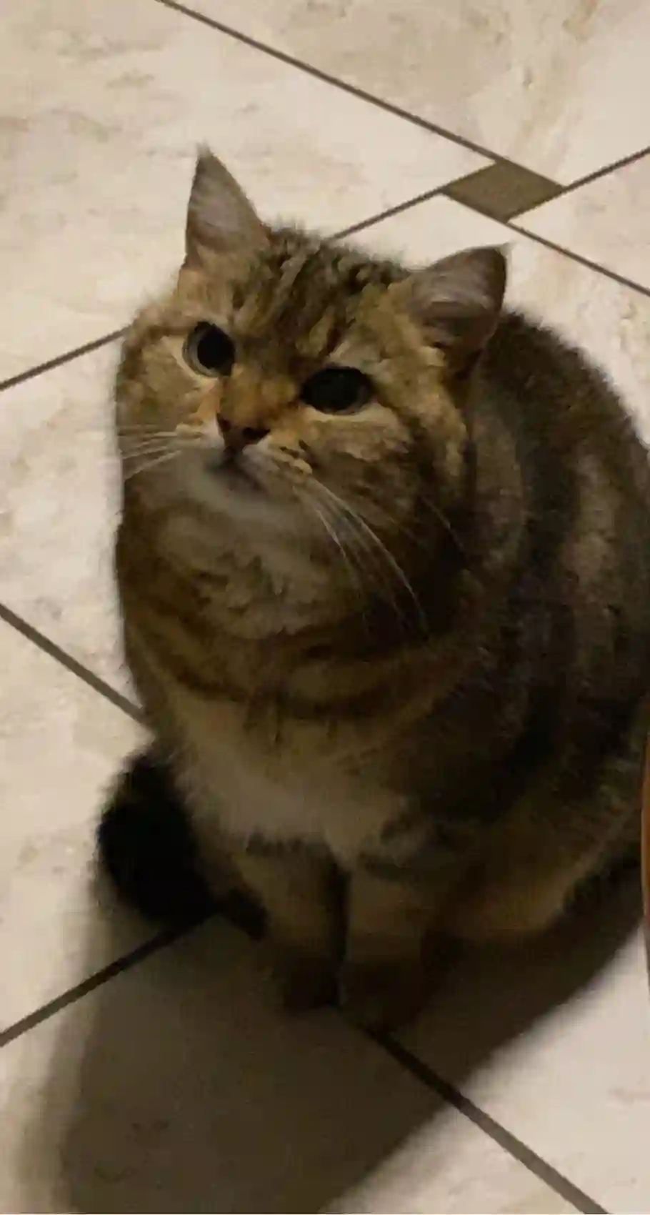Chatte Perdue 25 Doubs - Cannelle Chatte Perdue 25 Doubs - Cannelle
