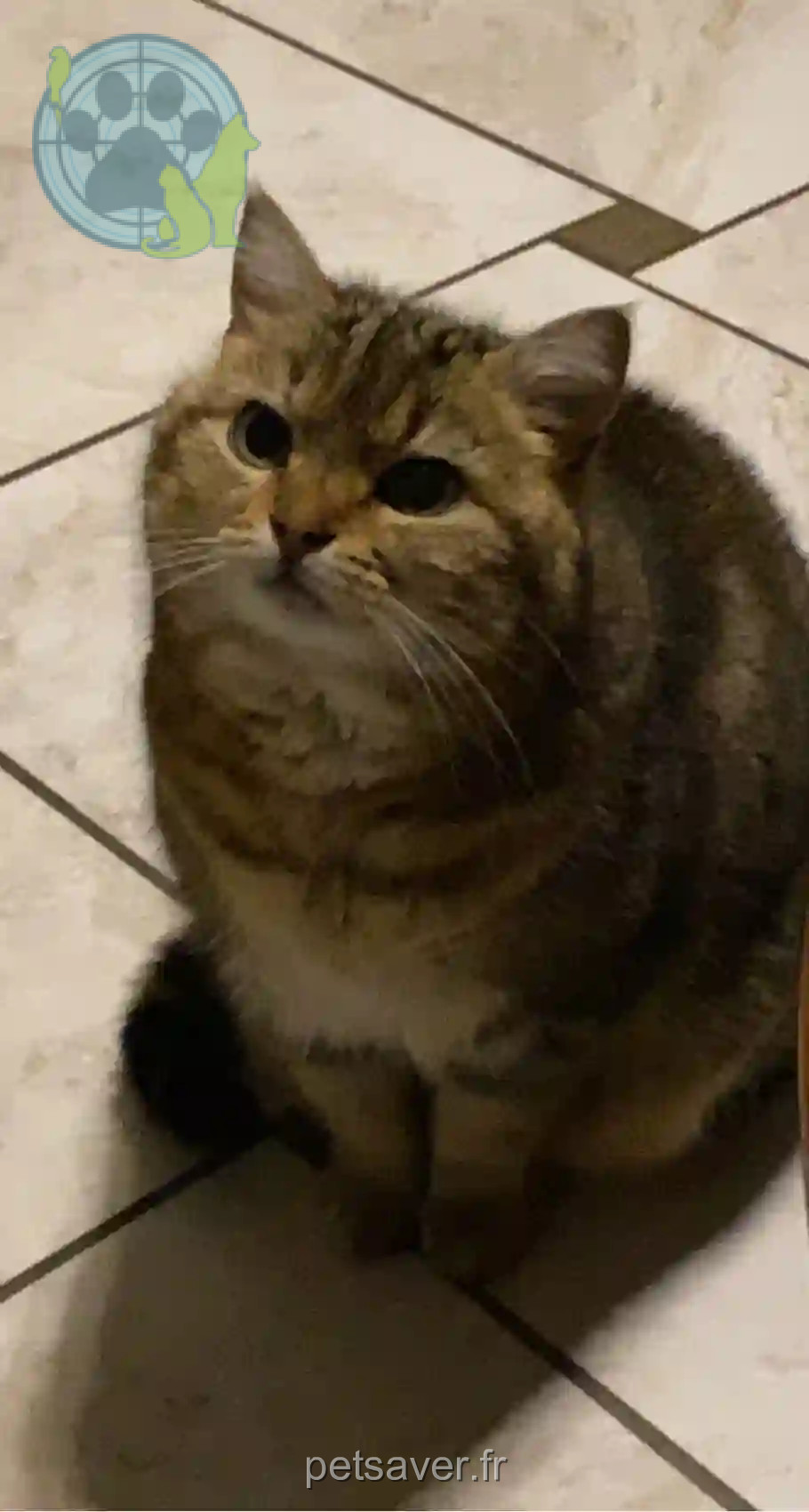 Chatte Perdue 25 Doubs - Cannelle Chatte Perdue 25 Doubs - Cannelle