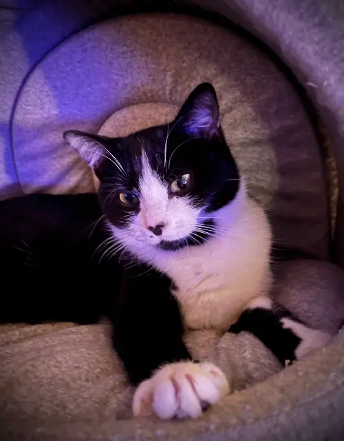 chatte lost   25700 Mathay Chaussette