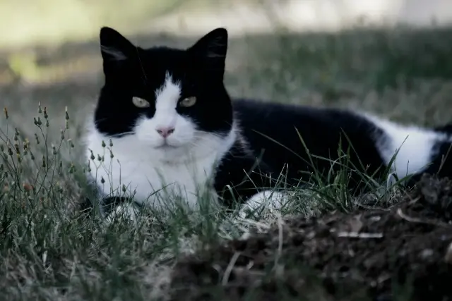 chatte lost   25360 Côtebrune Chipie