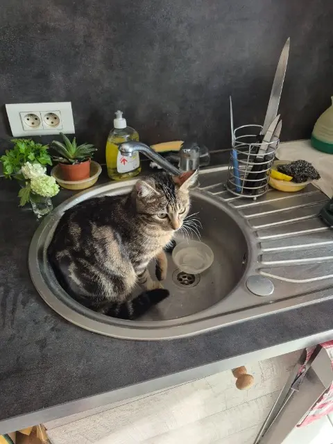 chatte lost   25330 Amancey Choupette