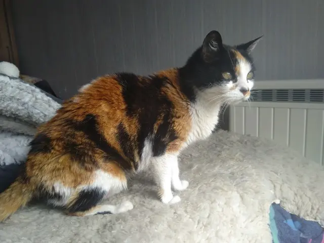 chatte lost   25630 Sainte-Suzanne Ficelle