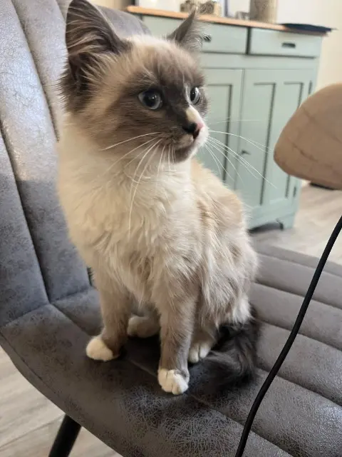 chatte lost   25480 École-Valentin Hermione