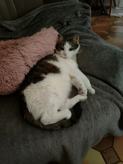 chatte lost   25300 Pontarlier Hécate