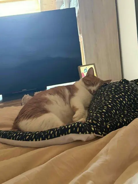 chatte lost    Étalans Kiara