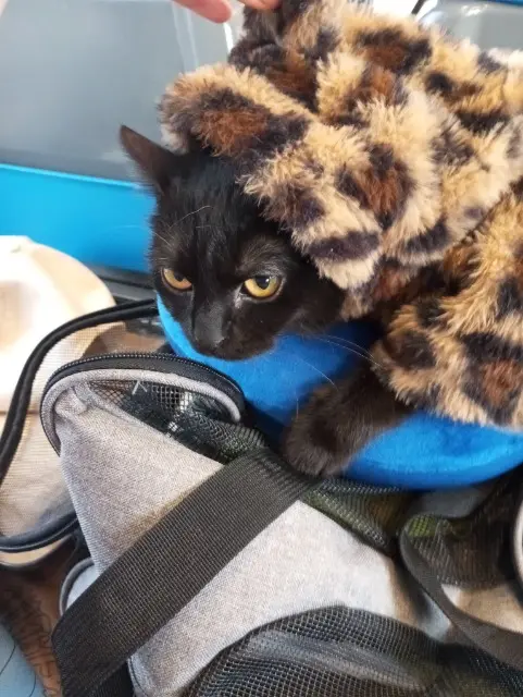 chatte lost   25700 Valentigney Kiwi