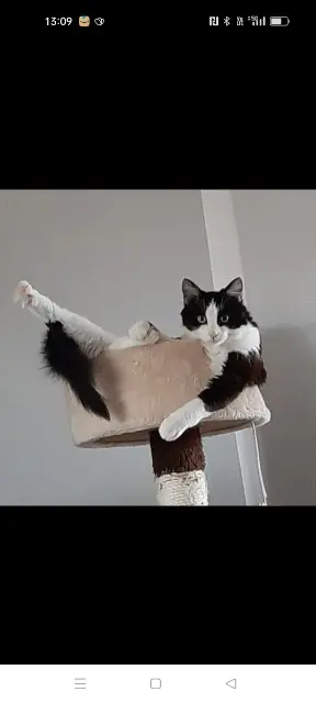 chatte lost   25420 Dampierre-sur-le-Doubs Loky