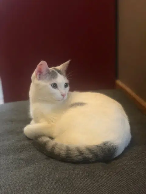 cat lost   25420 Bart Luna