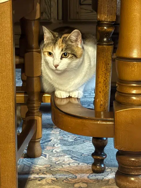 chatte lost   25460 Étupes Macha