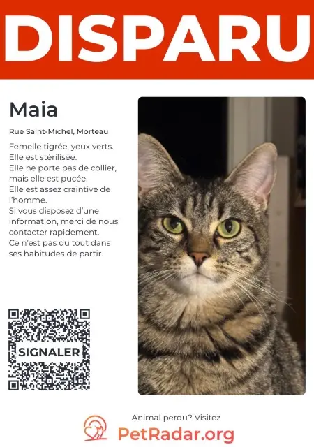 chatte lost   25500 Morteau Maia
