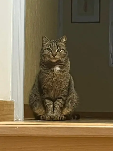 chatte lost   25320 Boussières Mia