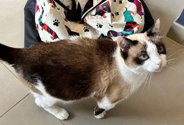 chatte lost   25290 Rurey Mimi