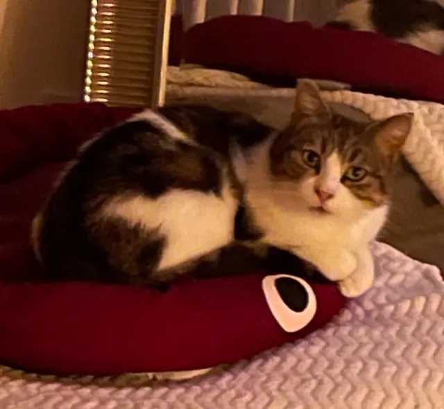 chatte lost   25170 Pelousey Mimine