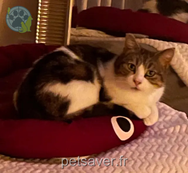 gata perdida 25170 Pelousey Mimine gata lost 25170 Pelousey Mimine