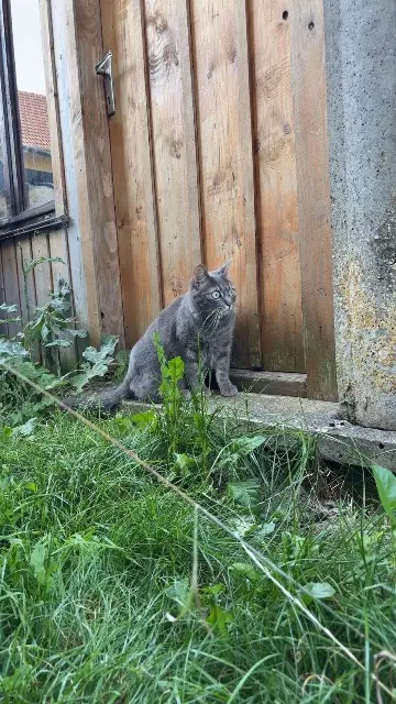 chatte lost   25140 Charquemont Miura