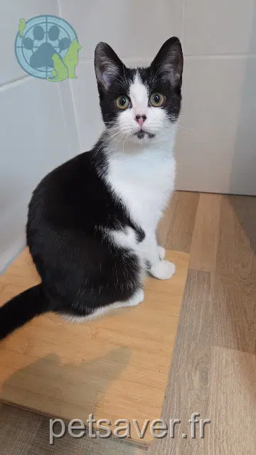gatta lost   25580 Vernierfontaine Moka