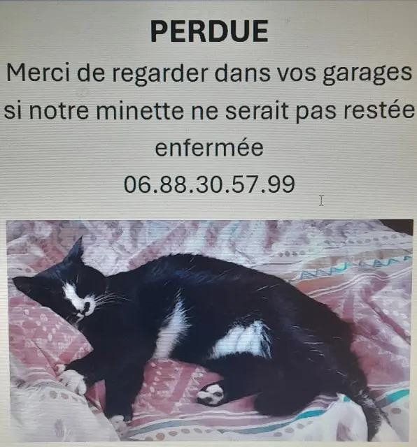 chatte lost   25520 Arc-sous-Cicon Moustache