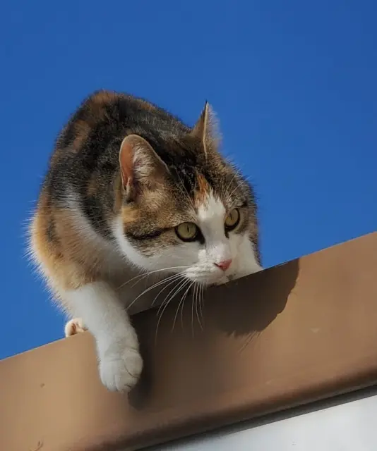 chatte lost   25260 Saint-Maurice-Colombier Moye