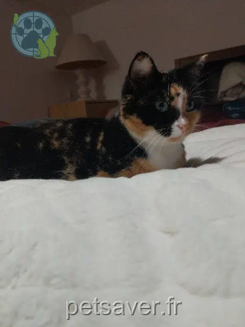 Katze lost   25360 Saint-Juan Nahélé