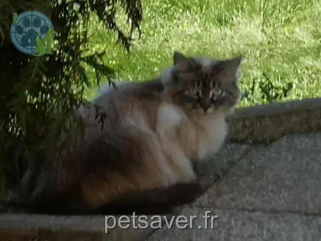 chatte lost 25190 Montandon Nala