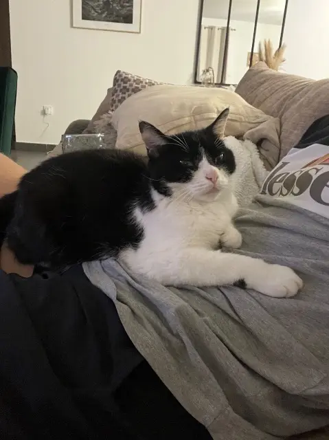 chatte lost   25320 Montferrand-le-Château Nesty