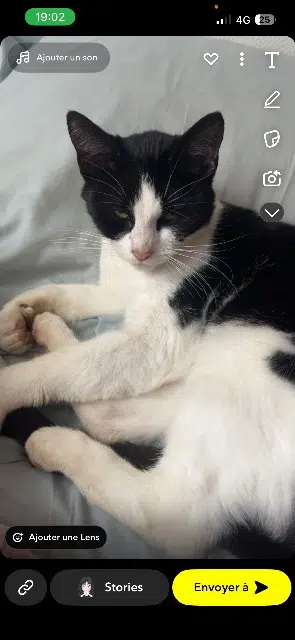 chatte lost   25660 Saône Ollie