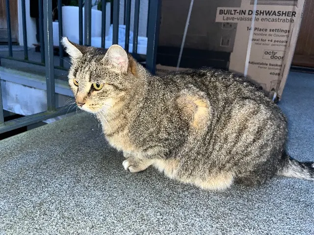 chatte lost   25700 Valentigney Olympe