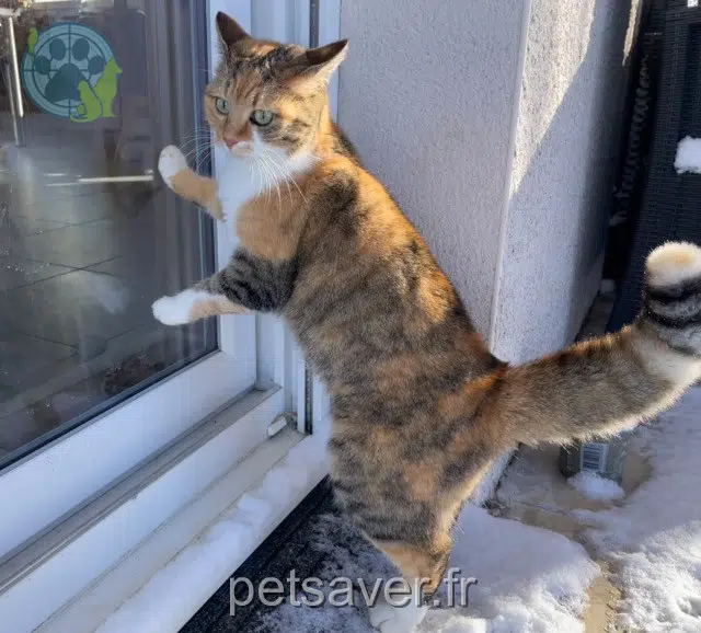 Paloma