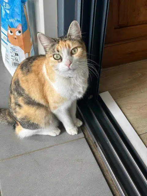 chatte lost   25220 Thise Pepette