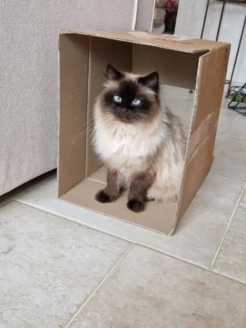 chatte lost   25640 Vennans pimprenelle