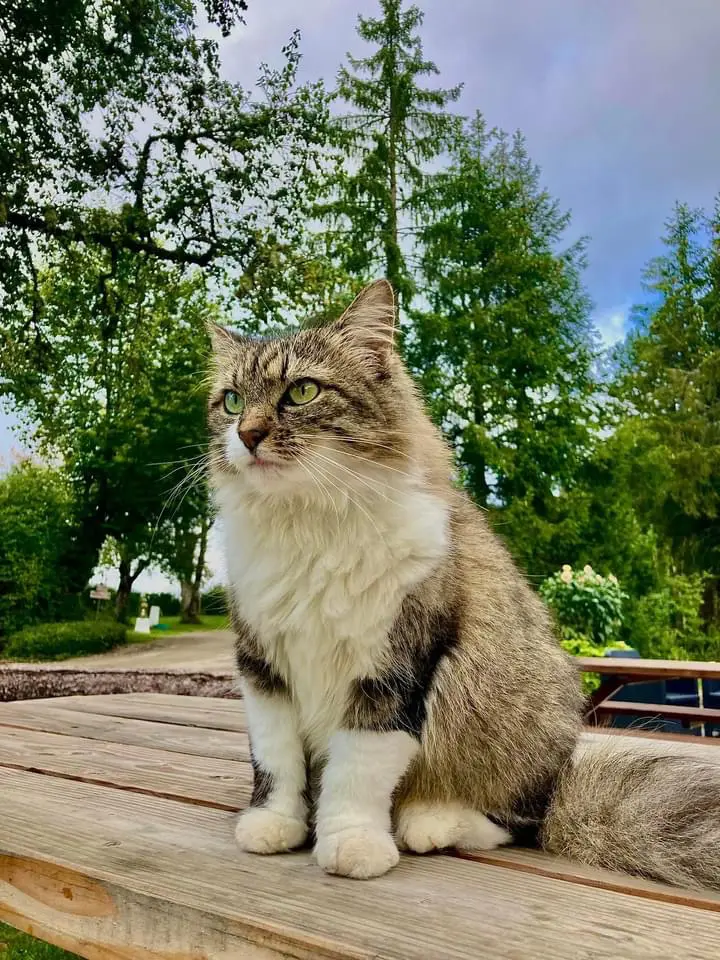 Chatte Perdue 25 Doubs - Pomme Chatte Perdue 25 Doubs - Pomme