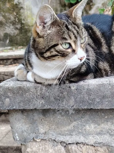 chatte lost   25190 Noirefontaine Prince