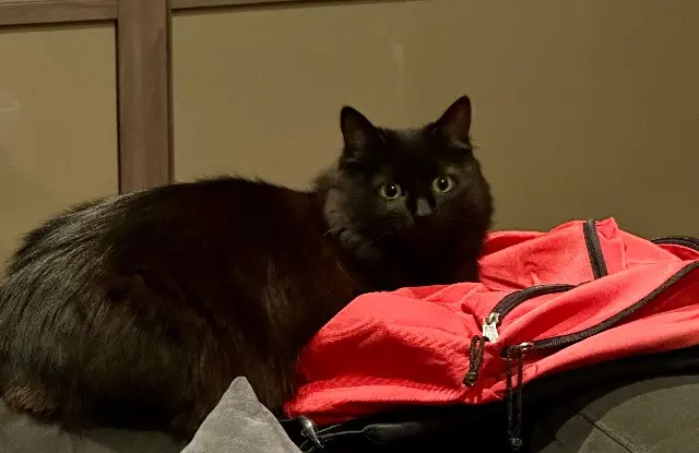 chatte lost   25350 Mandeure Shadow