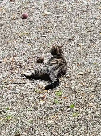 Chatte Perdue 25 Doubs - Soja Chatte Perdue 25 Doubs - Soja