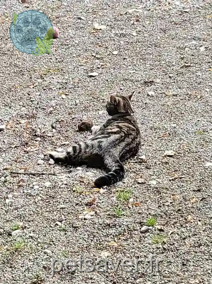 Chatte Perdue 25 Doubs - Soja Chatte Perdue 25 Doubs - Soja