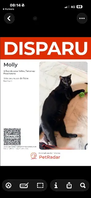 chatte lost   25620 Tarcenay-Foucherans Molly