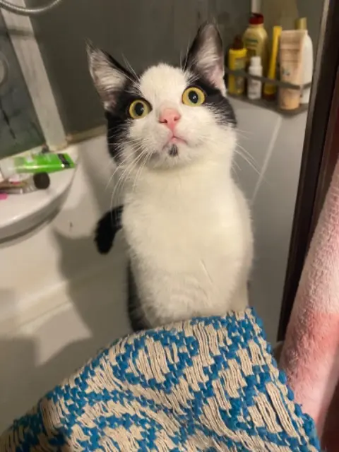 chatte lost   25550 Bavans Tekna