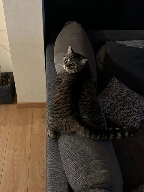 chatte lost   25310 Abbévillers Tess