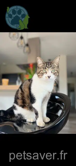 chatte lost   25220 Roche-lez-Beaupré Titoune