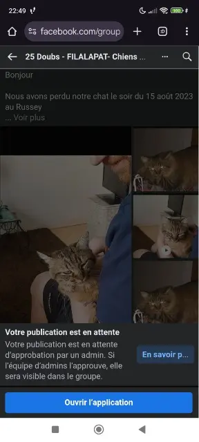 chatte lost   25210 Le Russey Tsuki