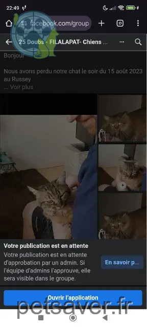 Katze vermisst 25210 Le Russey Tsuki Katze lost 25210 Le Russey Tsuki