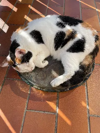 Chatte Perdue 25 Doubs Chatte Perdue 25 Doubs