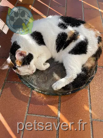 Chatte Perdue 25 Doubs Chatte Perdue 25 Doubs