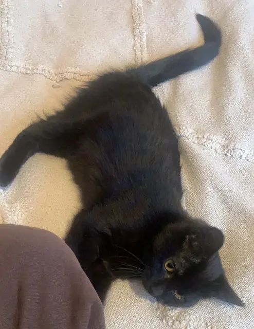 chatte perdue 25410 Saint-Vit Vicky chatte lost 25410 Saint-Vit Vicky