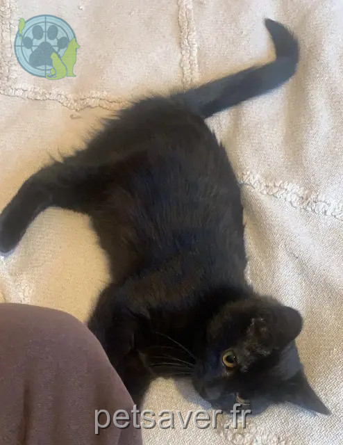 kat vermist 25410 Saint-Vit Vicky kat lost 25410 Saint-Vit Vicky